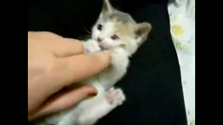 Kitten bites and scratches hand. Thinks it is a tiger ... ROAR!