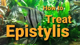 How to Treat Epistylis (white spot but not ich)