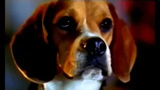 Cats & Dogs - Wie Hund und Katz' - Trailer (2001)