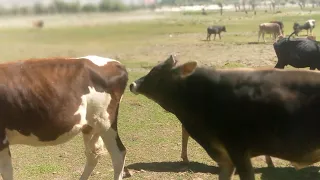 Bull and cow romance 💝 | village animals|