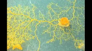 Slime mould on agar