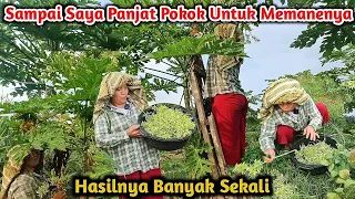 Hasil Panenya Ratusan Ribu || Sampai Manjat kita Panen Bunga Ini