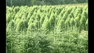 Holiday Tree Farms - Premium Christmas Trees