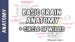 Anatomy - Brain (Circle of Willis and Stroke)