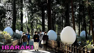 Kairakuen Graden in last days of winter in Ibakari#4k#kaigakuen#偕楽園 Explore Japan