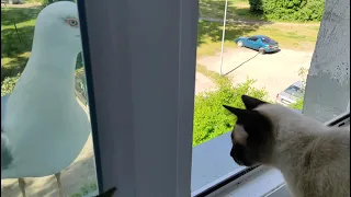 Кошка и чайка общаются/ Cat and gull talking