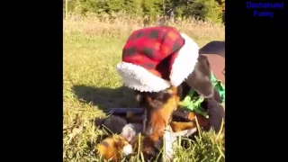 Dachshund Funny Huntin  Dog   Part 3   DUCK SEASON