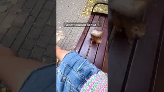 Нападение белки в парке 🐿кормление белок #белка