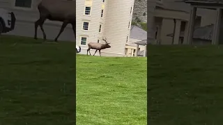 Bull Elk Attacks Park Ranger Vehicle in Yellowstone National Park