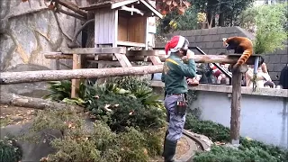 【のげやまクリスマス特別ガイド】レッサーパンダ（イチゴ）@野毛山動物園20201225