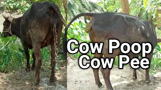 Two Funny Black Cow Poop Video | Cow Defecate In A Village Field