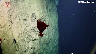 Deep Sea Cameras Catch a Rare Glimpse of This Shape-Shifting ‘Dumbo’ Octopus