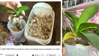 как сажать орхидею наращивать корни в сфагнум (моховое гнездо) сохранить посадку орхидей на 3-4 года