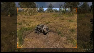 Piebald Wild Boar | TheHunter Classic