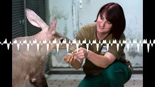 Tiere der Nacht: Das Unsichtbare sichtbar machen