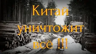 незаконная вырубка леса в России