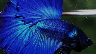 Blue betta fish