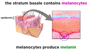 The Integumentary System