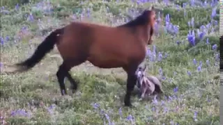 Mother Horse Protects Newborn Foal