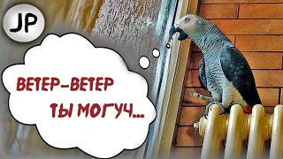 ✅ ГОВОРЯЩИЙ ПОПУГАЙ  ИЗОБРАЖАЕТ ВЕТЕР ЛУЧШЕ ВЕТРА 🐦 ЛУЧШИЕ МОМЕНТЫ ОДНОГО ДНЯ 🔥 ЖАКО ПЕТРУНЯ