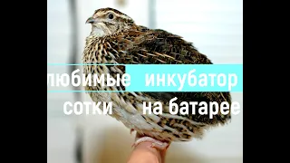 Инкубатор на батарее!