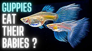 Guppy Fish Care – Why do Guppies Eat their Babies ?