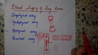 simplest explanation of BLOOD SUPPLY OF LONG BONES!