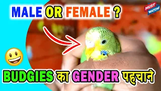 Male or Female Budgie? Adult or Semi-adult Budgie? Budgies Gender Identification | Happy Budgies