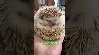 Funny hedgehog video 😍