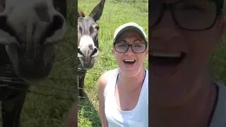 Second Donkey Covers Lion King | Videoz For Fun
