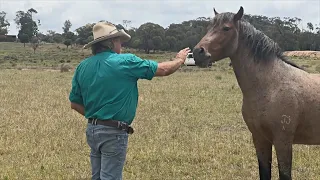 Как диким лошадям Австралии находят новый дом