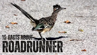Discover the Secrets of Roadrunners in Action!