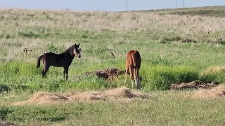 Evening Check Play Time