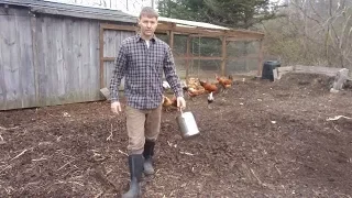 How to Feed Chickens without going broke