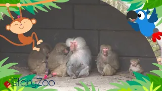 StoryZoo | StoryZoo op avontuur in de Dierentuin - Baviaan! | Educatieve video's voor kinderen