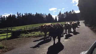 Vacas na ilha Terceira