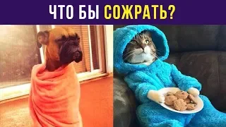 Приколы. Что бы сожрать? | Мемозг #67