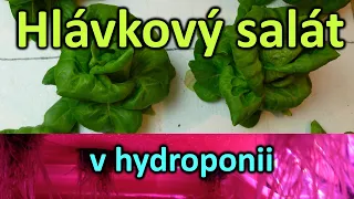 37. Hlávkový salát v domácí hydroponii