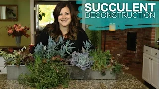 Succulent Arrangement Deconstruction // Garden Answer