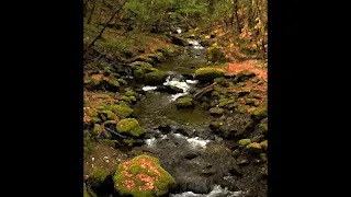 BIGFOOT: Amazing audio of baby Bigfoot and Mother Washing at Stream