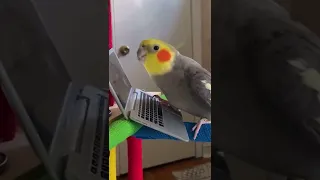 Hilarious Cockatiel Makes Music on Laptop! #Birds #Shorts