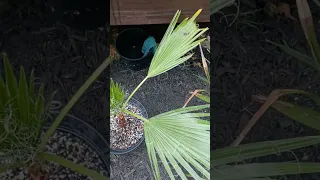 Spring palm update planted and potted.