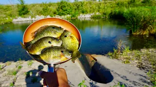 GIANT Spillway Bluegill CATCH CLEAN COOK! (Spillway Fishing)