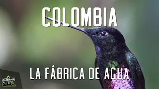 DEBES VER ESTO Colombia Tierra de Colibrís Y FÁBRICA de agua