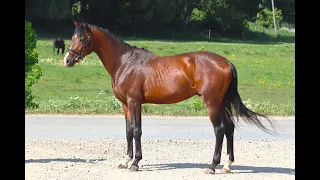 Propulsion gelding 2020