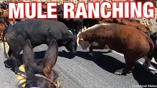 Calf falls down drain! 25 mile mule cattle drive: Mule Ranching Vlog #3