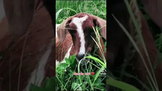 Pretty Goat! #pet #goat #funny