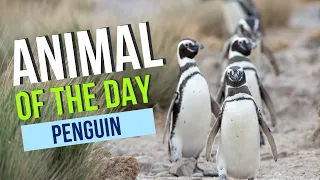Penguin - Animal of the Day | Educational Animal Videos for Homeschoolers, Children, and Teachers