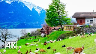 Switzerland 4K🇨🇭 Oberried am Brienzersee, the pearl of Lake Brienz