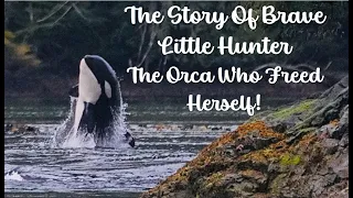 Brave Little Hunter - The Orca Calf Who Freed Herself